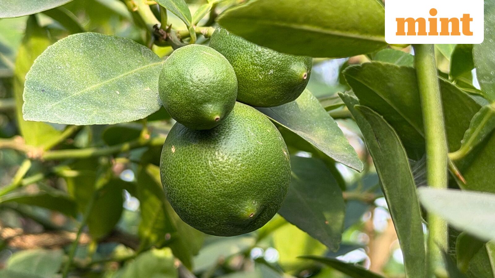 Meet Kerala farmer who traded rubber for organic lemons. The payoff? ₹13 lakh in peak-season earnings | How he did it? — Mint India, Bangalore Sports news