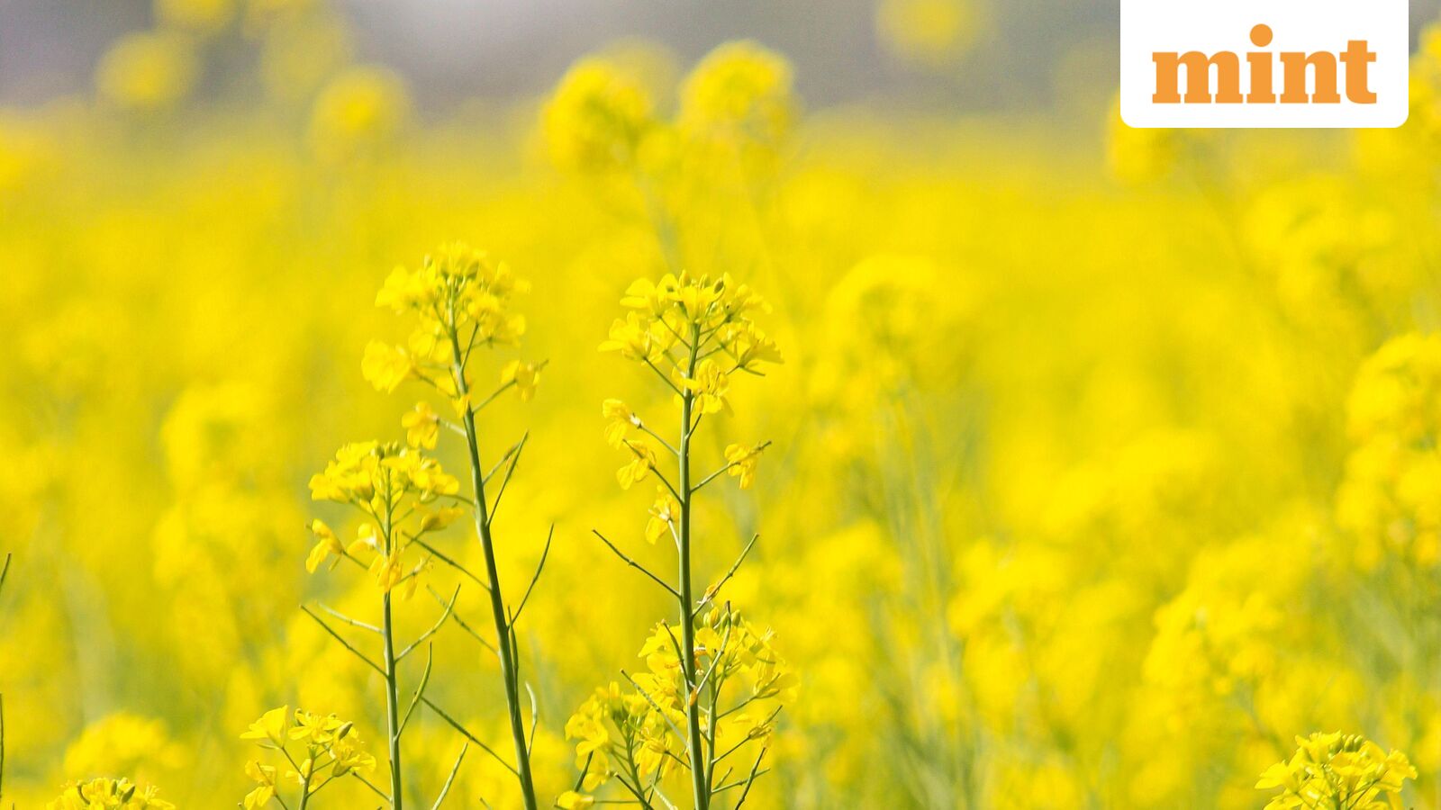 India's edible oil imports to rise as demand grows, oilseed yields face risks — Mint India, Bangalore Technology news
