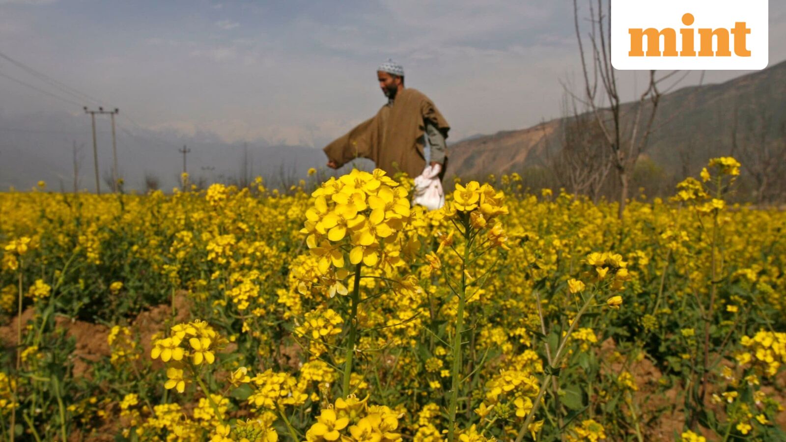 Higher support prices, strong edible oil demand to drive mustard area expansion — Bangalore Technology news