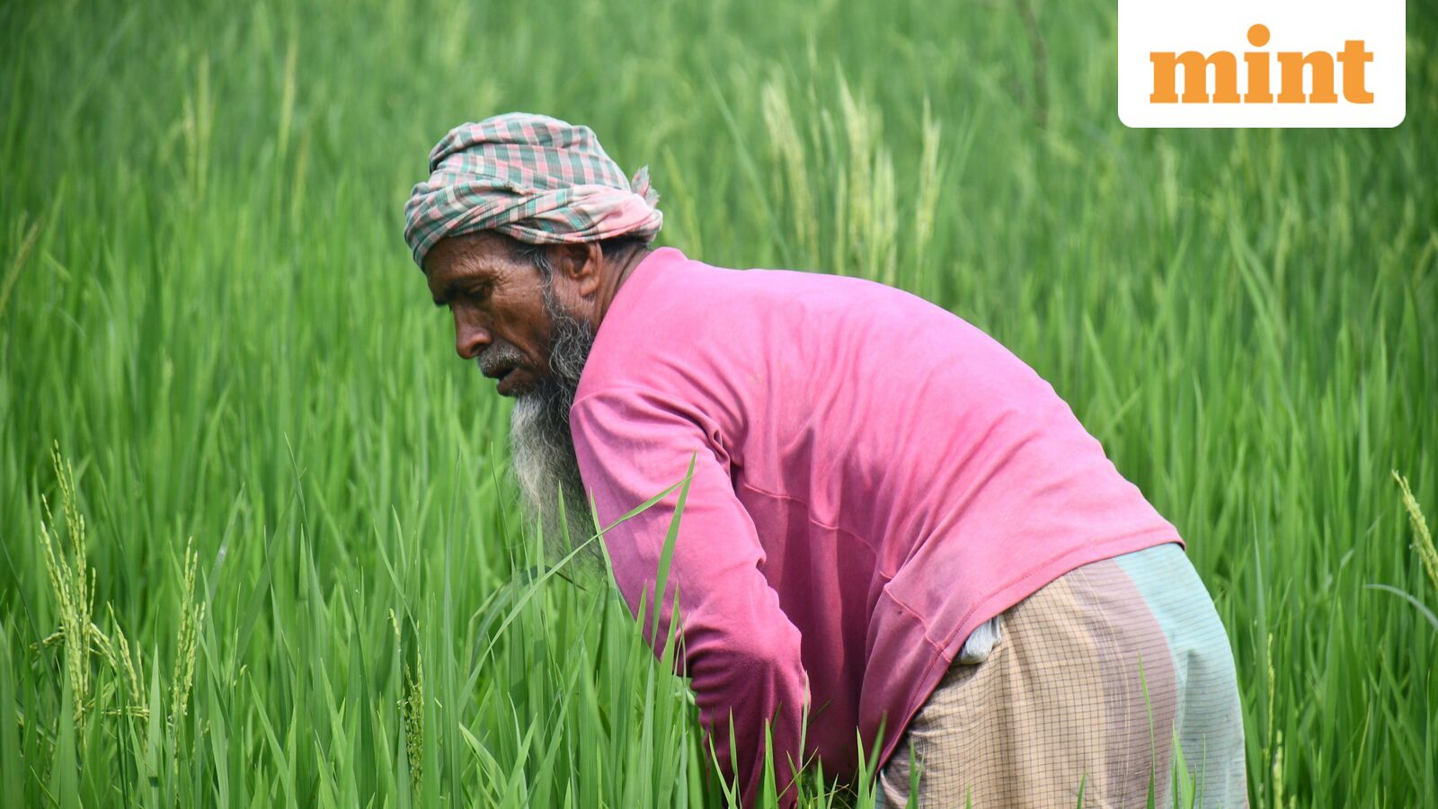 PMO weighs farmers’ interests as govt considers complete FDI ban in tobacco — Mint India
